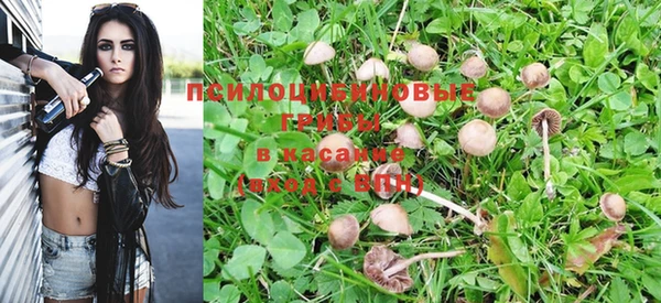 крисы Абаза